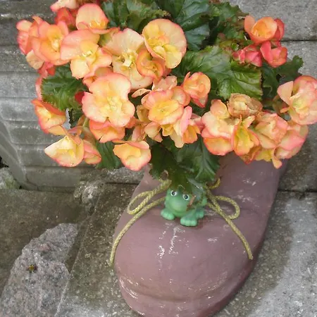 Проживание в семье Jannseni